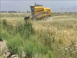 گزارش تصویری/ از برداشت 7000 هکتار از مزارع گندم بخش آفتاب قطب کشاورزی پایتخت