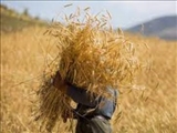 اجرای کشاورزی قراردادی گندم در بیش از هزار هکتار از مزارع شهرستان تهران