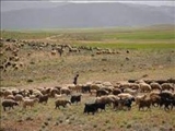 اولین جلسه ساماندهی و نظارت بر ورود دام به مناطق حفاظت شده البرز جنوبی 