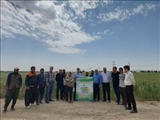 برگزاری مراسم کاروان ترویجی الگوی کشت در شهرستان تهران