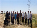 اجرای عملیات کیل گیری کلزا در شهرستان تهران